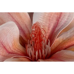 Floare decorativa  MAGNOLIA, 67 cm